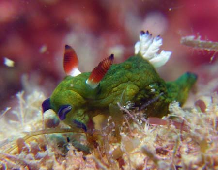 �R�~�h�������E�O�E�E�~�E�V Tambja amakusana