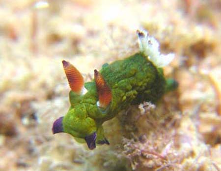 �R�~�h�������E�O�E�E�~�E�V Tambja amakusana