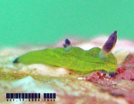 �R�~�h�������E�O�E�E�~�E�V Tambja amakusana