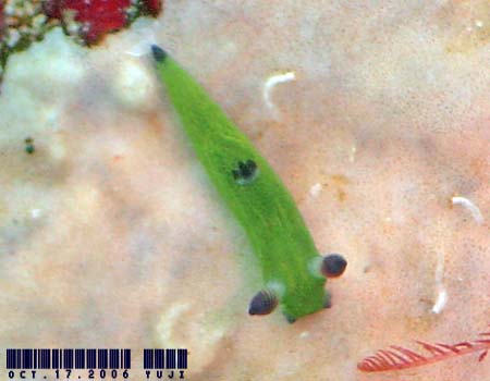 �R�~�h�������E�O�E�E�~�E�V Tambja amakusana