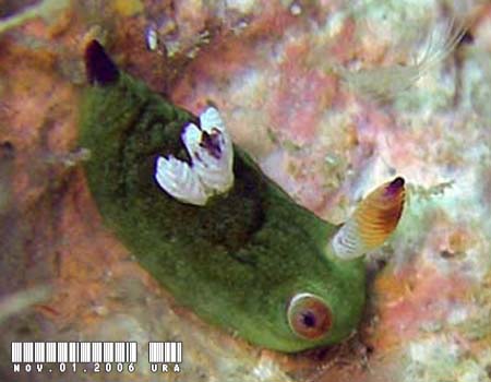 �R�~�h�������E�O�E�E�~�E�V Tambja amakusana