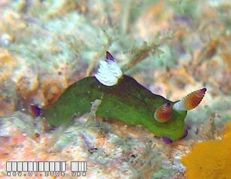 �R�~�h�������E�O�E�E�~�E�V Tambja amakusana