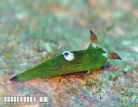 �R�~�h�������E�O�E�E�~�E�V Tambja amakusana