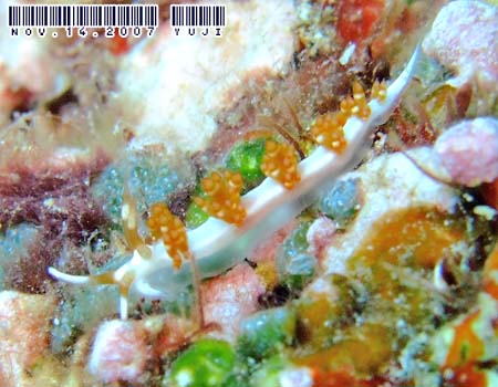 �T�r�C���~�m�E�~�E�V Flabellina sp.