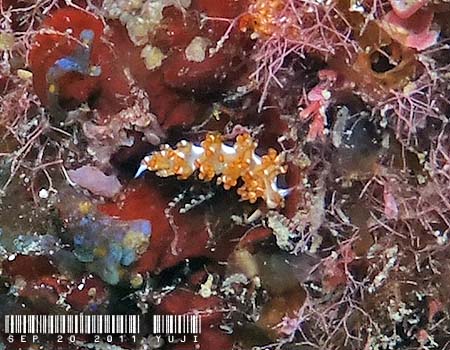 �T�r�C���~�m�E�~�E�V Flabellina sp.