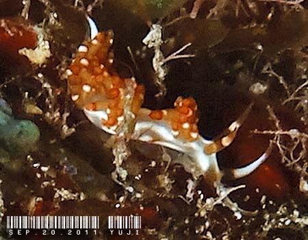 �T�r�C���~�m�E�~�E�V Flabellina sp.