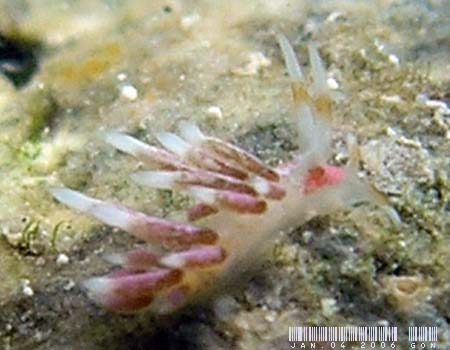 �V���^�G�~�m�E�~�E�V���̂P�� Tenellia sp.