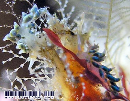 �C���f�B�A���~�m�E�~�E�V Tenellia sp.3