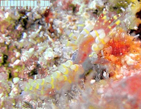 �V���^�G�~�m�E�~�E�V���̂P�� Tenellia sp.