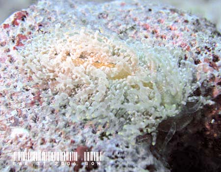 �W�{�K�~�m�E�~�E�V�@Tenellia lugubris