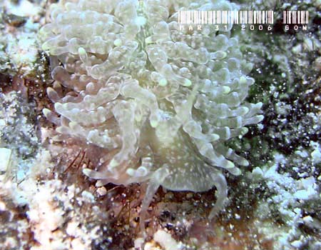 �W�{�K�~�m�E�~�E�V�@Tenellia lugubris