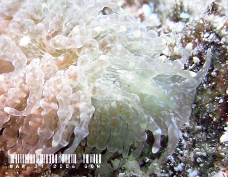 �W�{�K�~�m�E�~�E�V�@Tenellia lugubris