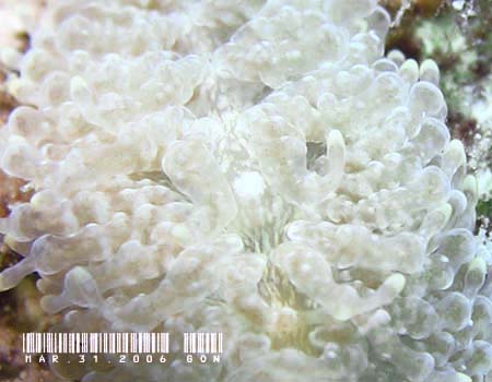 �W�{�K�~�m�E�~�E�V�@Tenellia lugubris