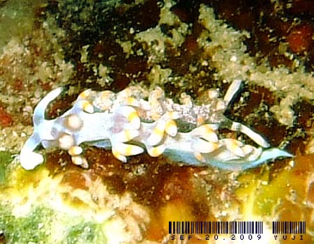 TLV}~mE~EV Flabellina bicolor