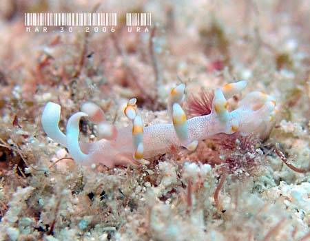 TLV}~mE~EV Flabellina bicolor