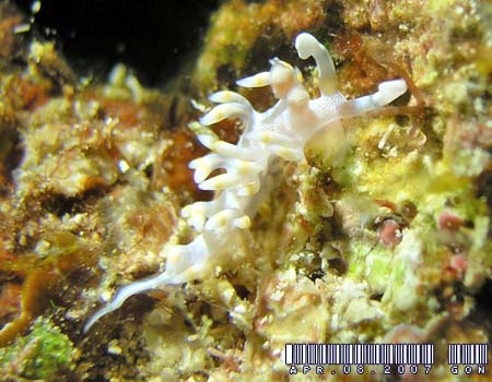 TLV}~mE~EV Flabellina bicolor