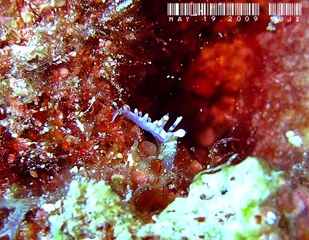 TLV}~mE~EV Flabellina bicolor
