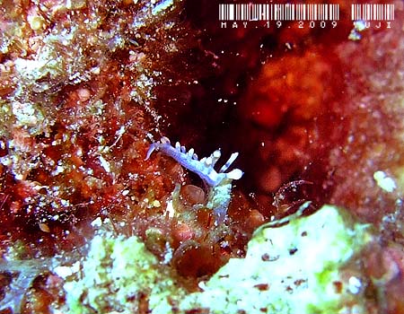 TLV}~mE~EV Flabellina bicolor