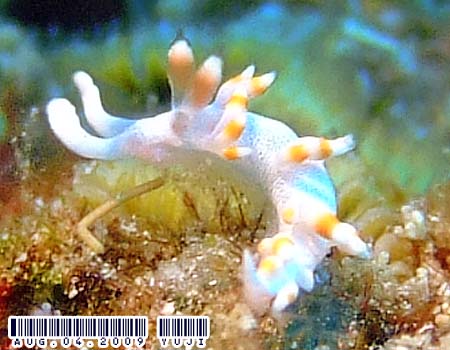 TLV}~mE~EV Flabellina bicolor