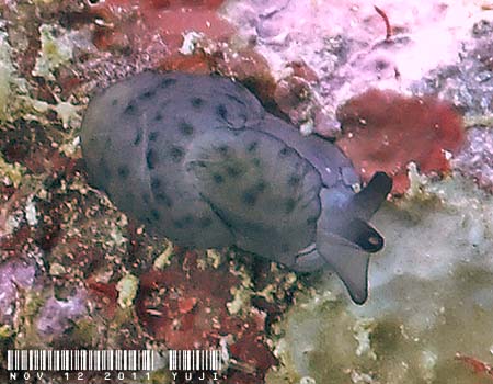 `MtVGKC Berthella martensi