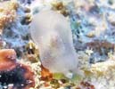JmRtVGKC Pleurobranchus forskalii
