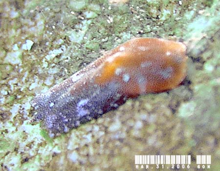 �J�m�R�L�Z���^�̂P�� AGLAJIDAE sp.