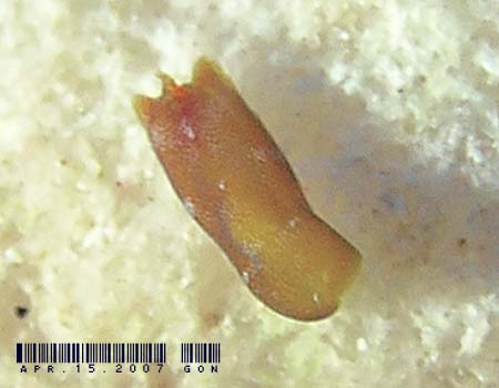 �J�m�R�L�Z���^�̂P�� AGLAJIDAE sp.