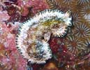 �v�Z�E�h�P���X�E���v�g�X�e�B�N�^�X Pseudoceros leptostictus