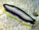 �v�Z�E�h�P���X�E�p�����e�B�N���o�X Pseudoceros paralaticlavus
