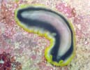 �v�Z�E�h�P���X�E�p�����e�B�N���o�X Pseudoceros paralaticlavus
