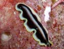 �v�Z�E�h�P���X�E�p�����e�B�N���o�X Pseudoceros paralaticlavus
