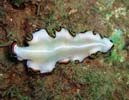 �T�N���j�Z�c�m�q�����V Pseudoceros bimarginatus