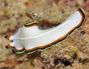 �T�N���j�Z�c�m�q�����V Pseudoceros bimarginatus