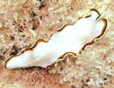 �T�N���j�Z�c�m�q�����V Pseudoceros bimarginatus