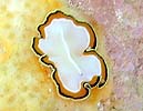 �T�N���j�Z�c�m�q�����V Pseudoceros bimarginatus