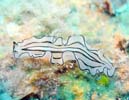 �j�Z�c�m�q�����V�̂P�� Pseudoceros habroptilus