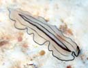 �j�Z�c�m�q�����V�̂P�� Pseudoceros habroptilus