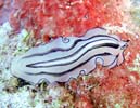 �j�Z�c�m�q�����V�̂P�� Pseudoceros habroptilus
