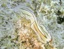 �j�Z�c�m�q�����V�̂P�� Pseudoceros habroptilus