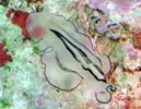�j�Z�c�m�q�����V�̂P�� Pseudoceros habroptilus