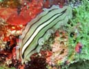 �j�Z�c�m�q�����V�̂P�� Pseudoceros habroptilus