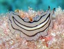 �j�Z�c�m�q�����V�̂P�� Pseudoceros habroptilus
