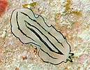 �j�Z�c�m�q�����V�̂P�� Pseudoceros habroptilus