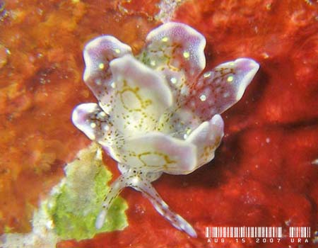 �n�i�r���E�~�E�V Cyerce sp.