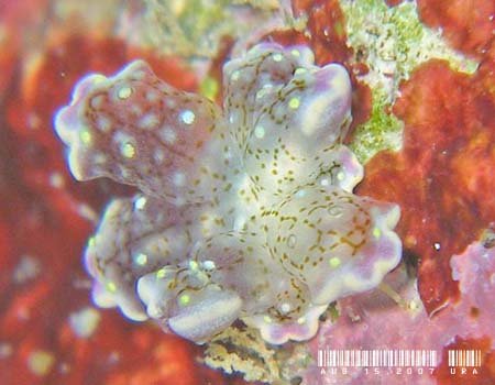 �n�i�r���E�~�E�V Cyerce sp.