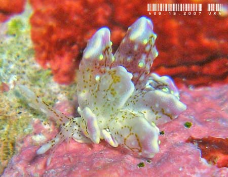 �n�i�r���E�~�E�V Cyerce sp.