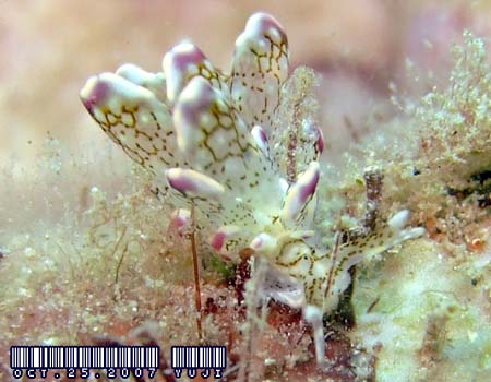 �n�i�r���E�~�E�V Cyerce sp.