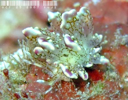 �n�i�r���E�~�E�V Cyerce sp.