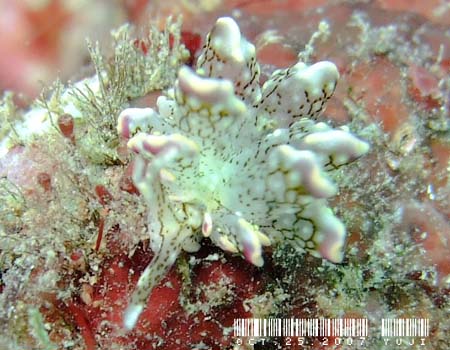 �n�i�r���E�~�E�V Cyerce sp.