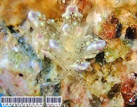 �n�i�r���E�~�E�V Cyerce sp.